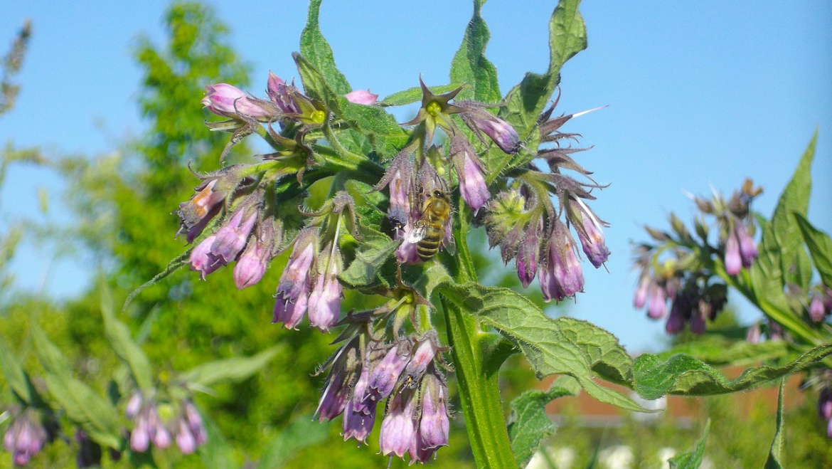 Comfrey – Why Every Garden Should Have Some.