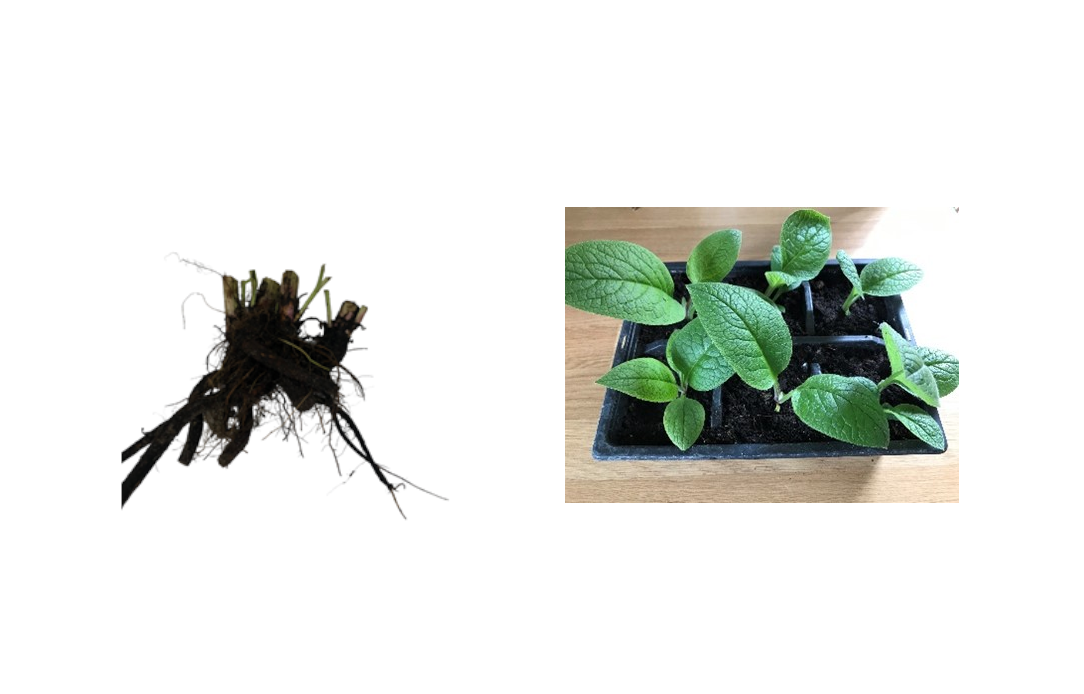 How to Go About Propagating Root Cuttings